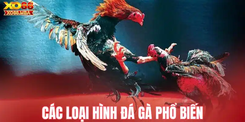 Các loại hình đá gà phổ biến