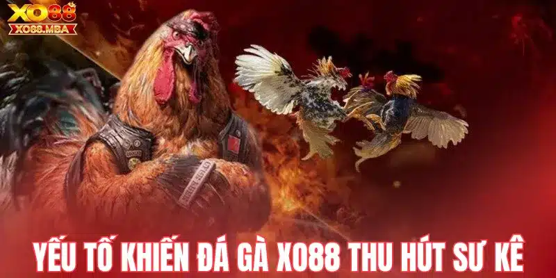 Những yếu tố khiến đá gà Xo88 thu hút sư kê